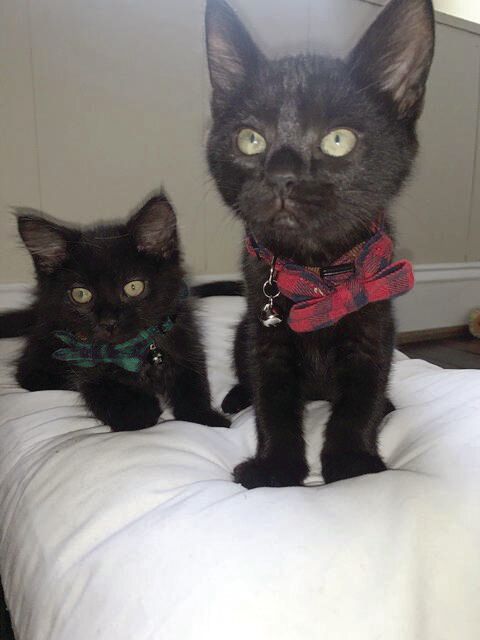 Bagheera & Baloo